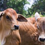 A era do reconhecimento facial no campo: a biometria bovina como pilar de rastreabilidade e segurança na pecuária nacional