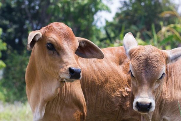 A era do reconhecimento facial no campo: a biometria bovina como pilar de rastreabilidade e segurança na pecuária nacional