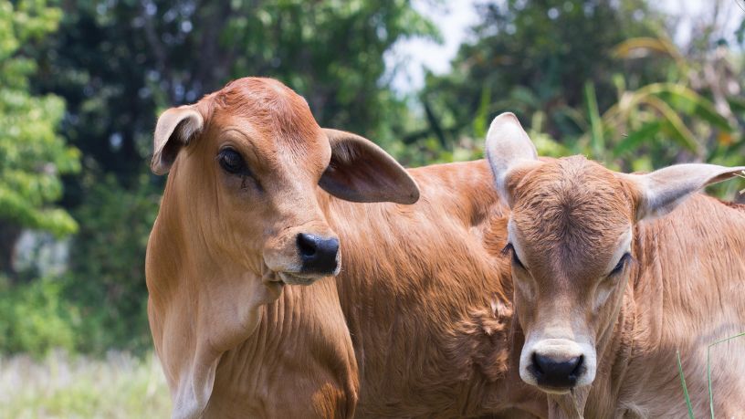 A era do reconhecimento facial no campo: a biometria bovina como pilar de rastreabilidade e segurança na pecuária nacional